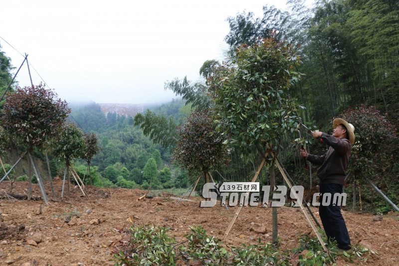 邊開礦邊種樹，福建富強(qiáng)石材企業(yè)為什么要這樣做？