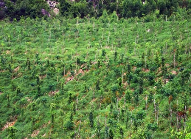 漳浦問題礦山生態圓滿修復，全縣石材企升級27家企業復電復產，獲中國環境報好評