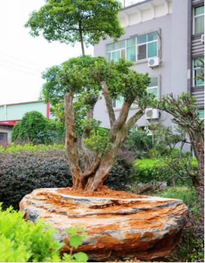 晏輝：用石材做的花盆真的人見人愛，每一款都獨具味道